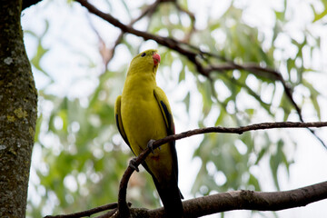 the regent parrot is perched on a tree branch