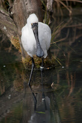 the royal spoonbill is wading through lake looking for food