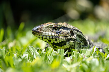 Iguana in the garden in detail