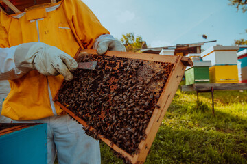 Beekeeper checking honey on the beehive frame in the field. Small business owner on apiary. Natural healthy food produceris working with bees and beehives on the apiary.