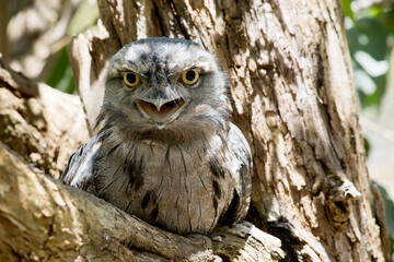 the tawny frogmouth has its mouth wide open and so are his yellow eyes