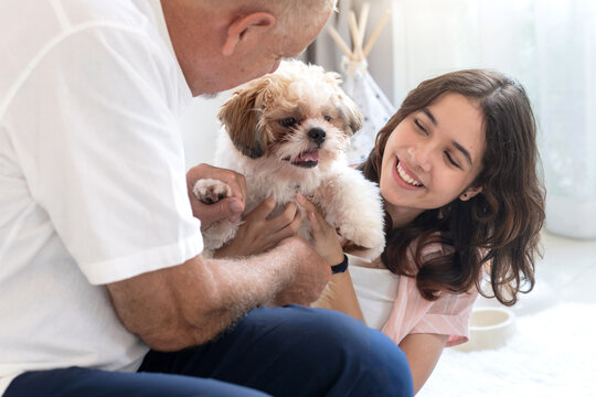 Father and daughter playing having fun with pet dog at home, Shih Tzu puppy with teen girl and dad, lovely pet