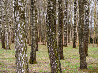 Fototapeta premium Lot of trees in birch grove, tree trunks, fallen leaves