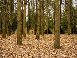 Vertical tree trunks in the forest, scattered leaves