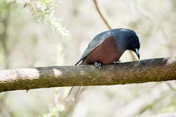 the white browed woodswallow is perched in a tree