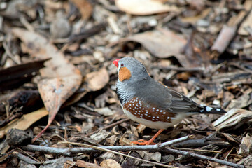the zebra finch is searching for food on the ground