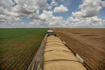 harvest of soy bean field on truck 