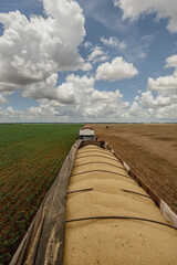 harvest of soy bean field on truck 