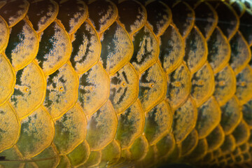 Beautiful scales on the sides of the body of the Asian Golden Arowana or Scleropages are one of the...