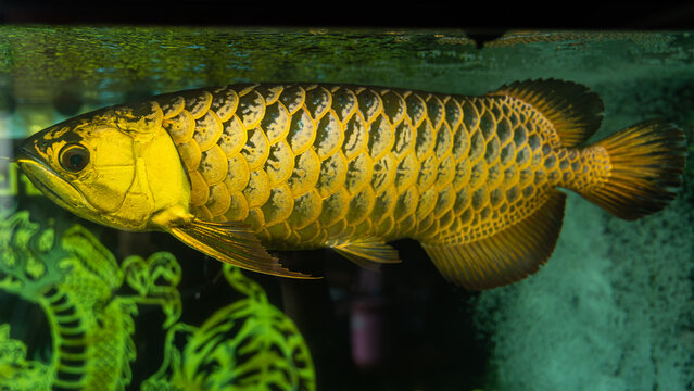 Asian Golden Arowana or Scleropages famous is one of the world's most popular pet ornamental fishes.