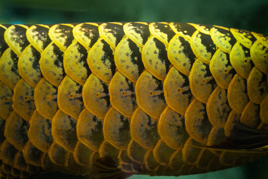 Beautiful scales on the sides of the body of the Asian Golden Arowana or Scleropages are one of the world's most popular pet ornamental fishes.