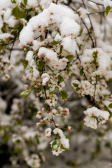 Spring and summer at the same time
