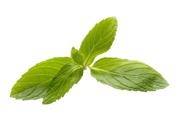 Naklejka na ściany i meble Fresh mint leaves png image_ fresh mint in isolated white background 