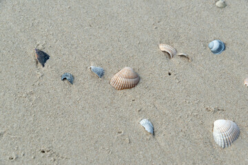 Fototapeta na wymiar Muscheln am Strand, Insel Langeoog