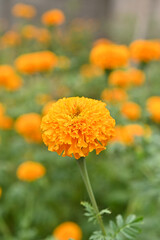Marigold flowers bloom in the garden.