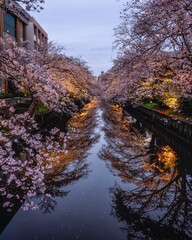 茨城県土浦市　土浦さくら祭りの桜のライトアップ