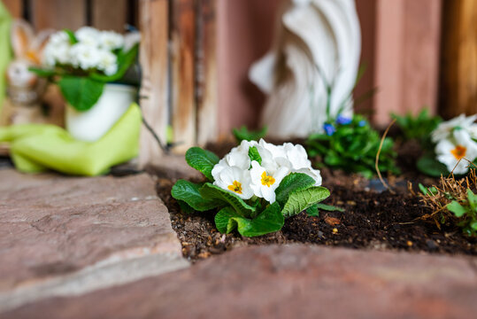 Small white primroses are decoratively planted in front of a house entrance in spring