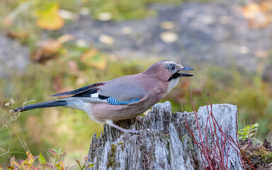 bird on a branch