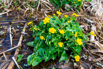 A cluster of yellow marsh marigold flowers on a meadow in early spring