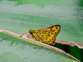 butterfly on a leaf. Potanthus omaha or species of skipper butterfly or small arrow butterfly. this butterfly is brown 