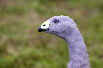 Side profile of a cape barren goose, Cereopsis novaehollandiae, against soft foliage background with space for text. Tasmania, Australia.