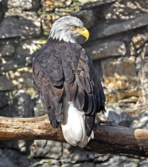 Bald eagle, national bird of United States of America