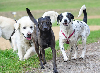  funny dogs talk peacefully