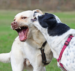  funny dogs talk peacefully
