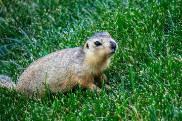 a gopher in a green meadow