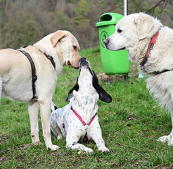  funny dogs talk peacefully