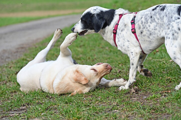  funny dogs talk peacefully