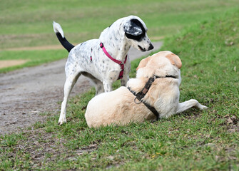  funny dogs talk peacefully