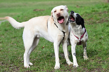  funny dogs talk peacefully