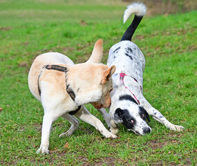  funny dogs talk peacefully