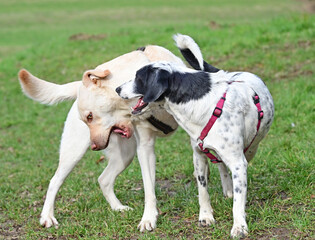  funny dogs talk peacefully