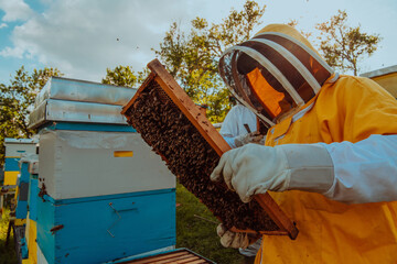 Beekeeper checking honey on the beehive frame in the field. Small business owner on apiary. Natural healthy food produceris working with bees and beehives on the apiary.