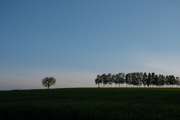 緑のムギ畑とシラカバ並木　美瑛町
