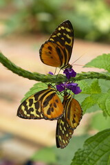 Butterfly Heliconius hecale in Mariposario de Mindo, Ecuador, South America
