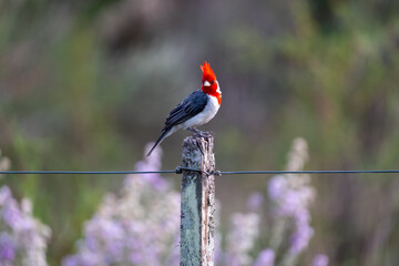 The cardinal is a bird from South America