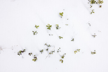 greens peaking through the snow