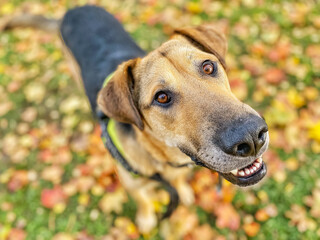 Close up portrait of a dog. Dog looks up standing on the lawn with autumn fallen leaves