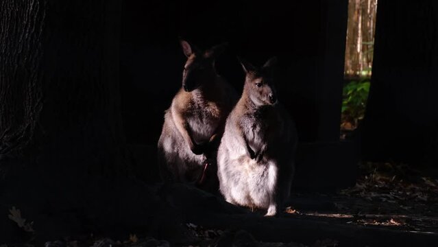 Cute kangaroo couple. Male mammal with erection standing next to his female. Horny kangaroo with long penis ready for mating. Just couple things. Honeymoon, breeding season, copulation concept.