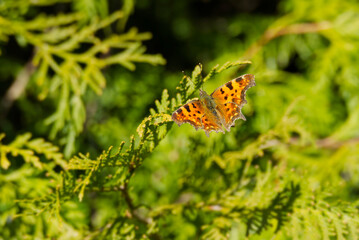 Comma butterfly (Polygonia c-album) sitting on a tree branch in Zurich, Switzerland