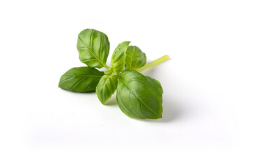 Frisches Basilikum aufweisen Hintergrund