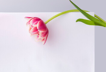 spring flower banner, pink tulip flower onbackground on a white, gray background