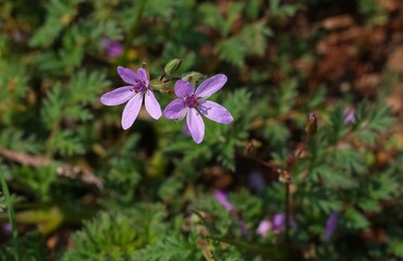 Fototapeta premium The flower with the scientific name Common storksbill grows by itself in fields and pastures in Turkey.