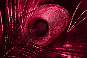 Peacock feather colored in monochrome red color.