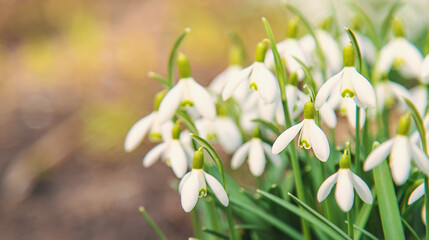 Snowdrops bloom in the garden. Selective focus.