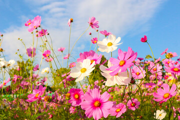 Fototapeta na wymiar Pink cosmos flowers with blue sky in garden.