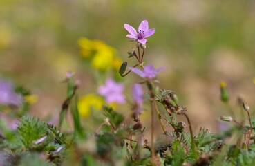 Fototapeta premium The flower with the scientific name Common storksbill grows by itself in fields and pastures in Turkey.